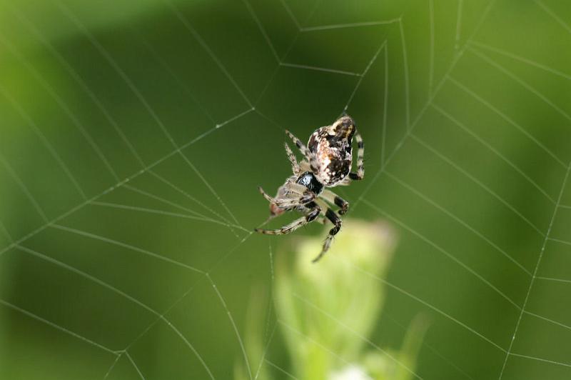 Cyclosa_conica_D4875_Z_89_Les Gris_Frankrijk.jpg